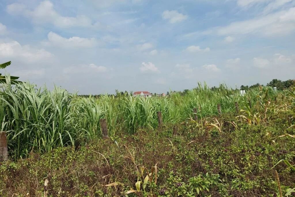 Đất cây lâu năm An Thạnh Thủy 660m², ranh giới rõ ràng, phù hợp đầu tư nông nghiệp