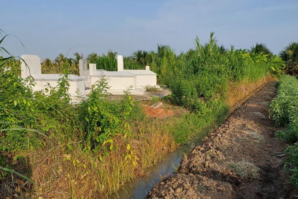 Đất cây lâu năm An Thạnh Thủy có phần nhỏ xen mộ, thông tin minh bạch trong sổ