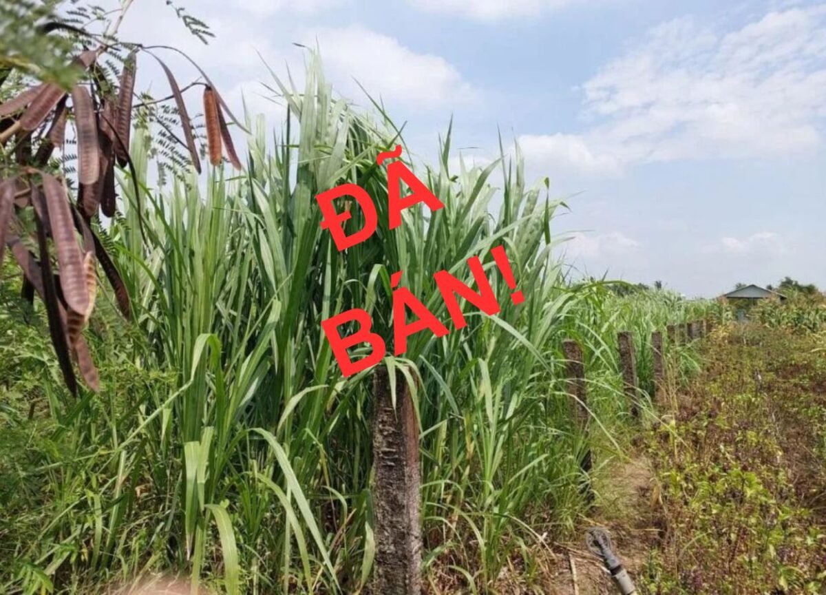 BÁN ĐẤT CÂY LÂU NĂM AN THẠNH THỦY – ĐỒNG THÁP, 660M², GIÁ 200TR.